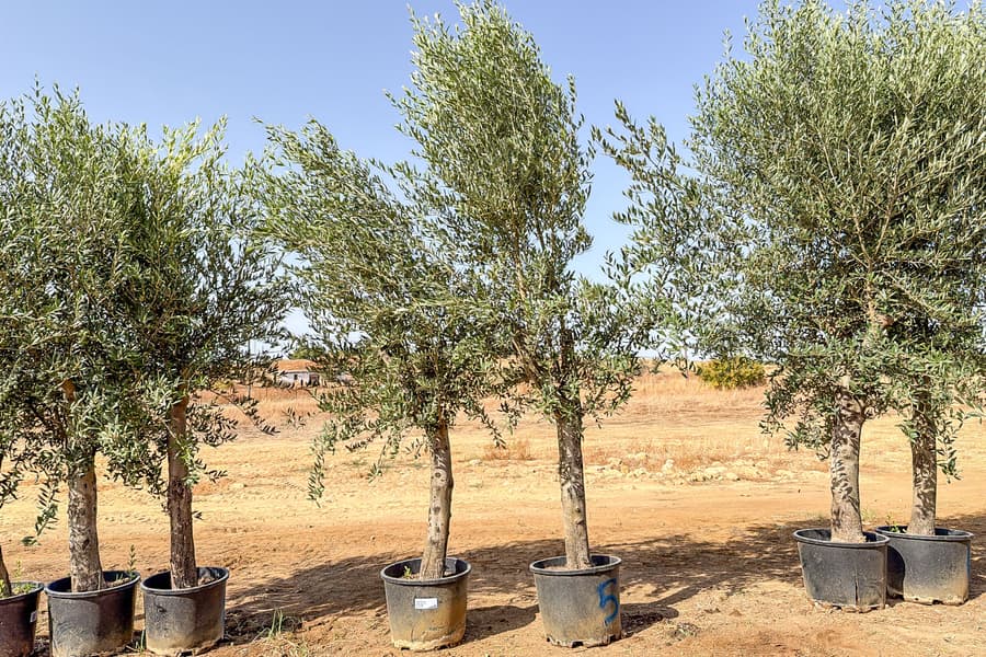 2 Olivenbäume Olea Europaea 